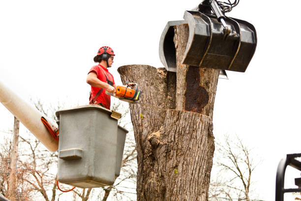 How Our Tree Care Process Works  in  North Eastham, MA